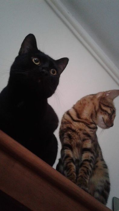 Бенгал-меланист на вязку.