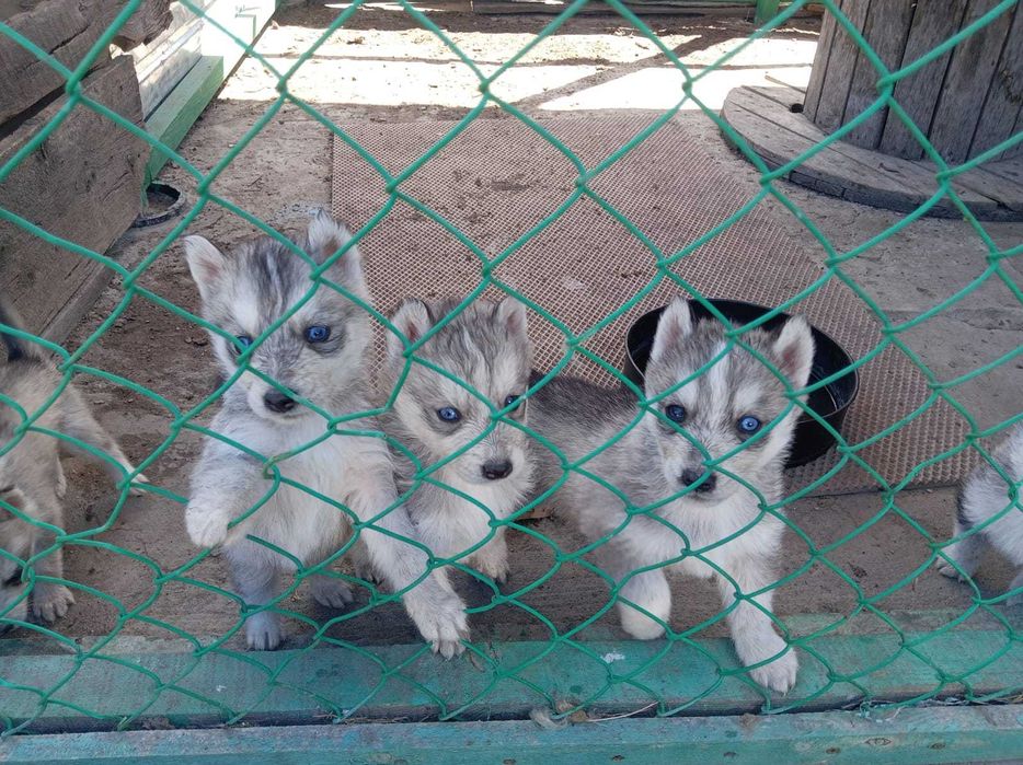 Щенки Хаски продам