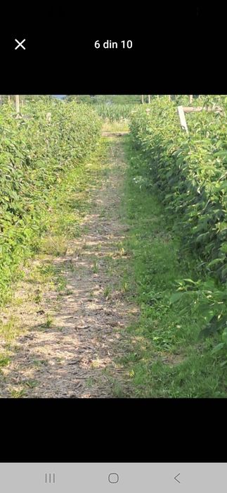 Vind butasi zmeura marvila