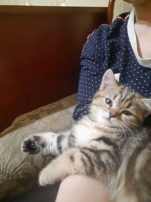 Британский кот 1 год на вязку | Отличный характер