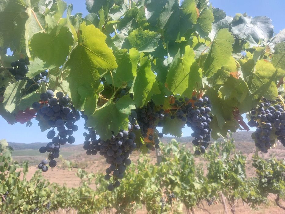 Struguri negri Burgund