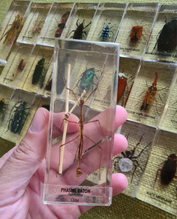 Insecte Reale DeAgostini Franta Insectar Incadrate In Rasina Copii