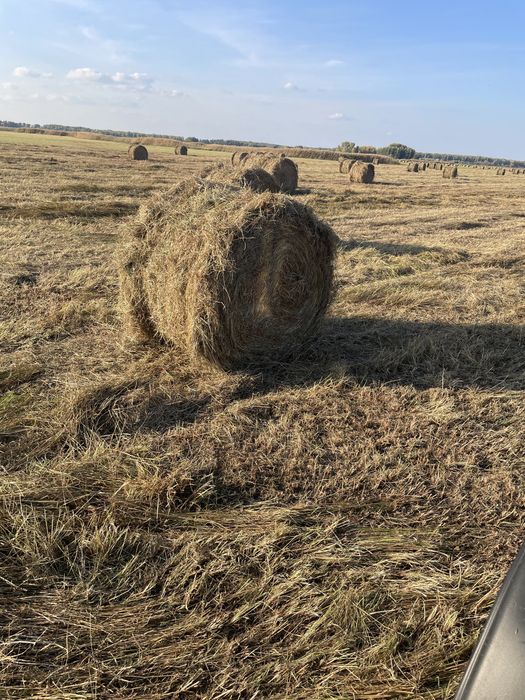 Продам сено луговой