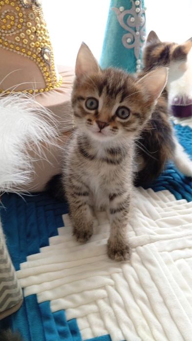 Котята бесплатно