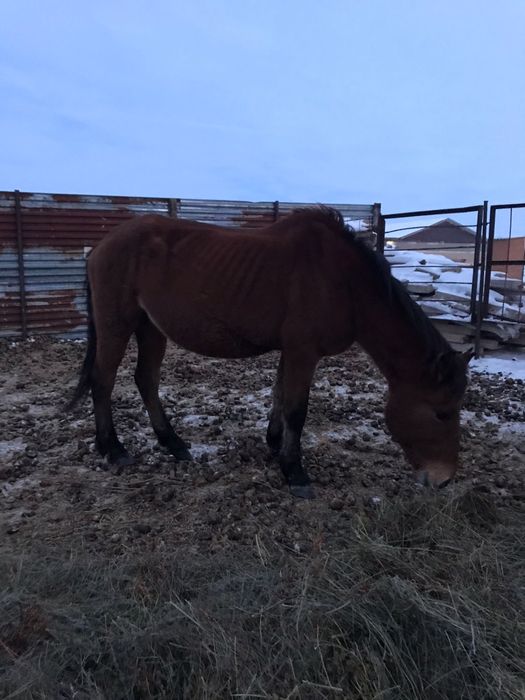 Продам жереьенок