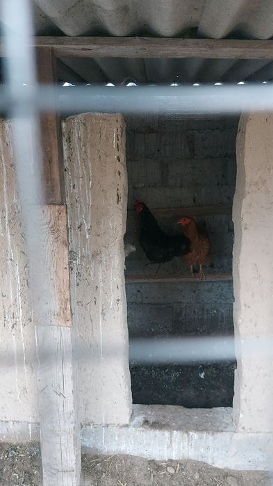 Продам петуха молодой.