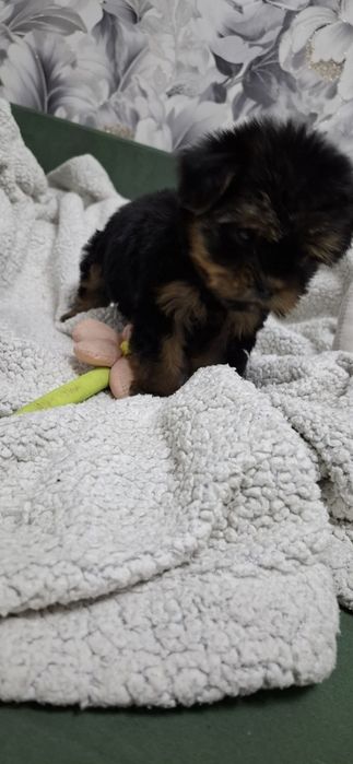 Щенки йоркширского терьера