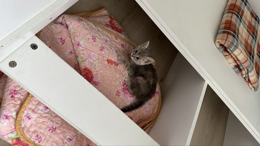 Котенки бесплатно