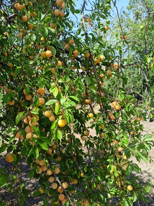 Продавам жълти червени сливи за ракия