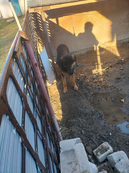 Овчарка сторожевая