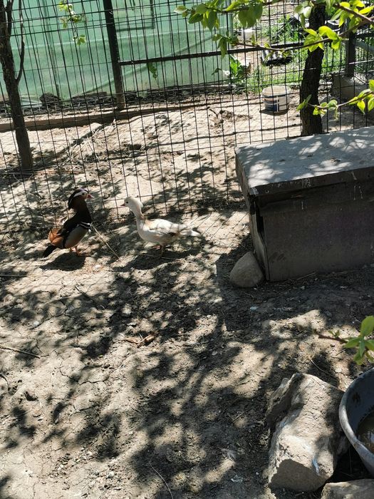 Rate mandarine pereche