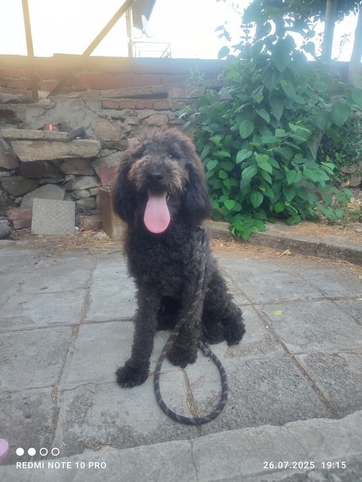 Куче женско лабрадудел