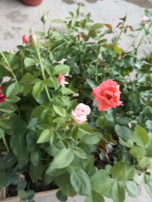 Gul kochatlari sotiladi 10 000 mingdan