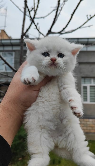 Британский серебристый шиншилла