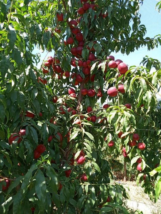 OLMA SHOFTOLI Zoldori Behi Glos Nok Qoroli pista Bodom SHpanka Anjir