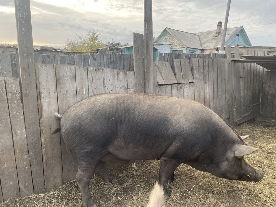 Продам хряка производителя