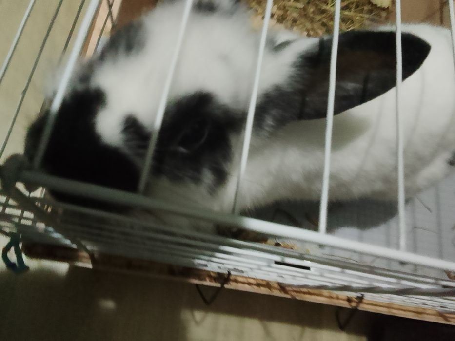 Декоративный кролик