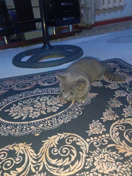 Породистые котята