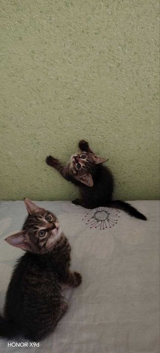 Mushuk bolasi sotiladi