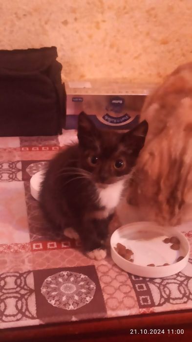 Отдам котят в хорошие добрые руки!