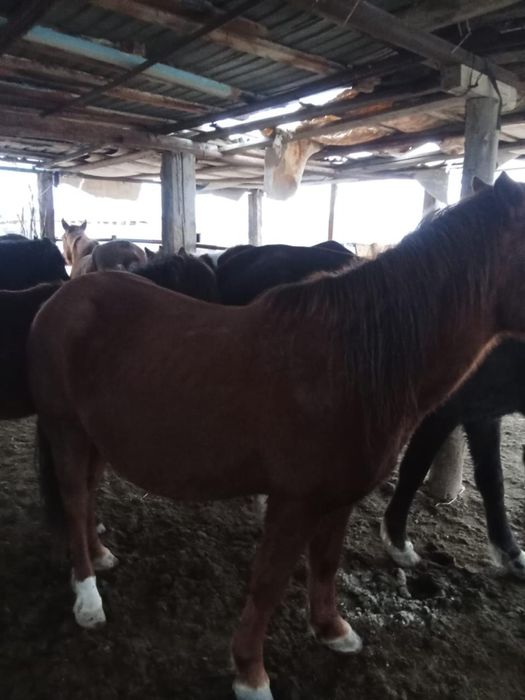 Жылқы малы сатылады..