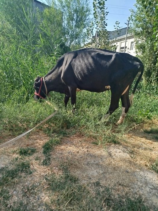 Сигир сотилади .