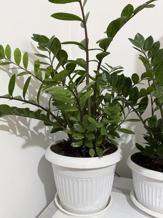 Продам комн.цветы