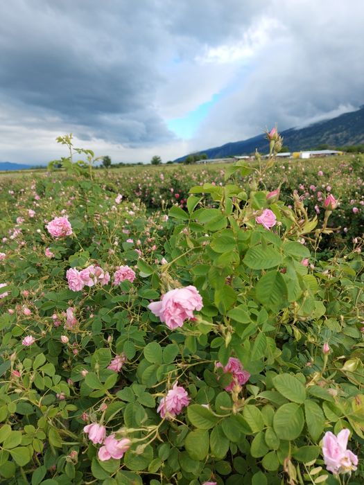 Разсад маслодайна роза. Документи!!!