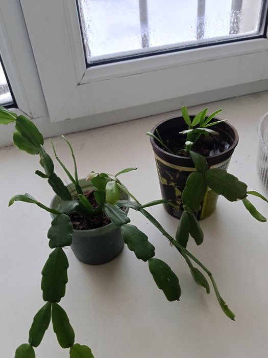 Продаю комнатные цветы