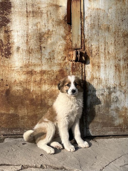 Милые и добрые щеночки