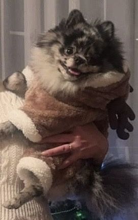 Вязка Немецкий цверг шпиц Кобель