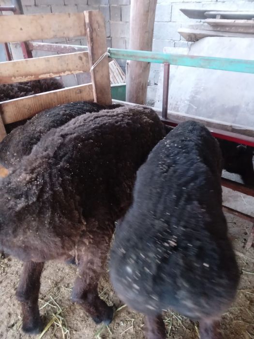 Қошқарлар сатылады.