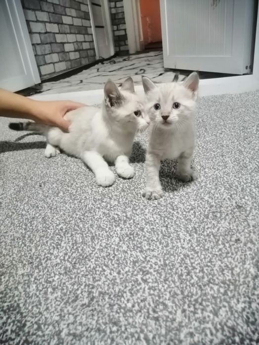 Mushuklar 2ta juda yoqimtoy