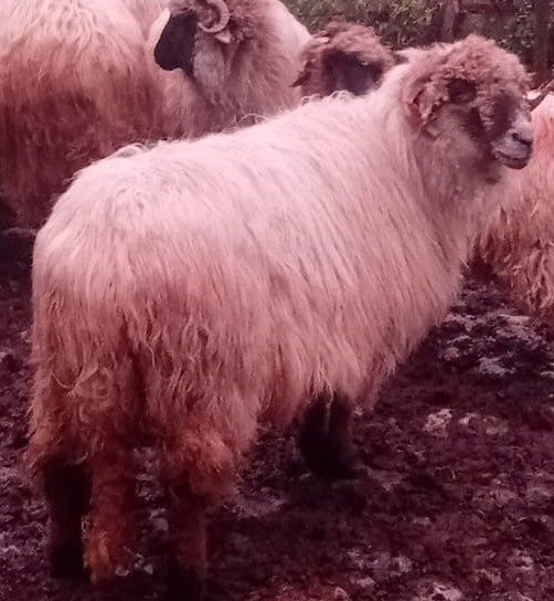 Vând berbece și 2 oi