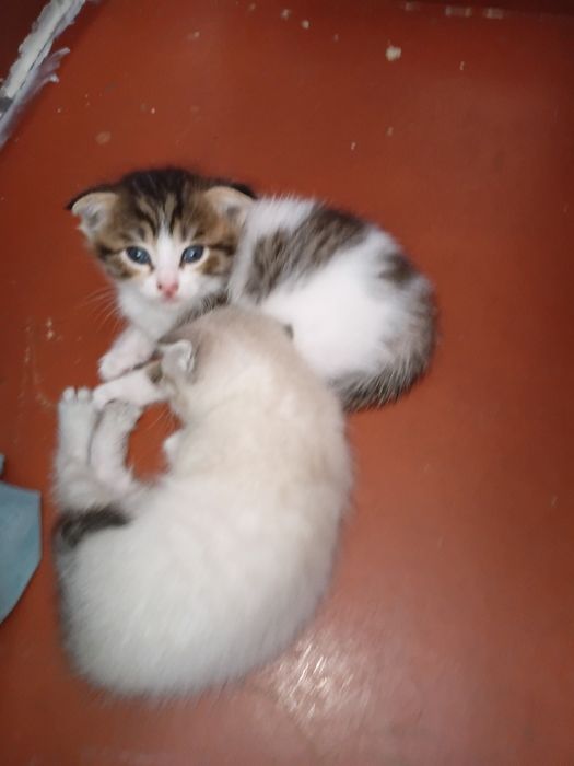 Отдам вислоухих котят