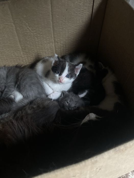 отдам котят в добрые руки