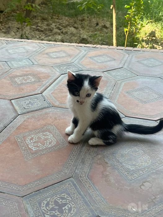 Отдаём в добрые руки котят