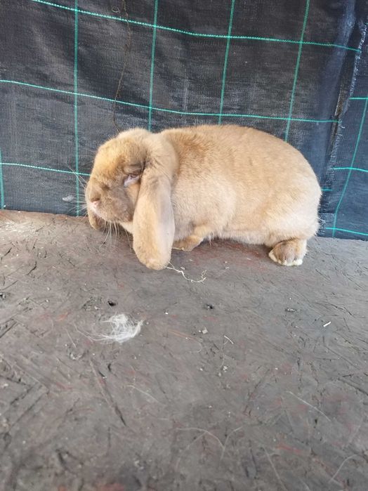 Iepurita berbec matura