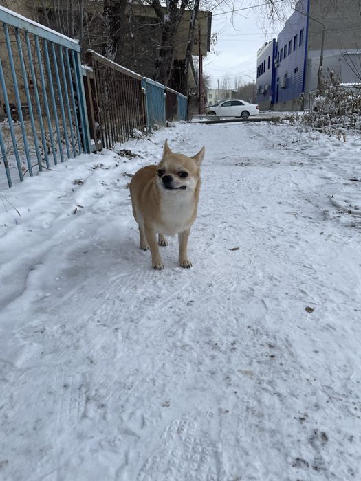 Кобель Чихуахуа. Для вязки