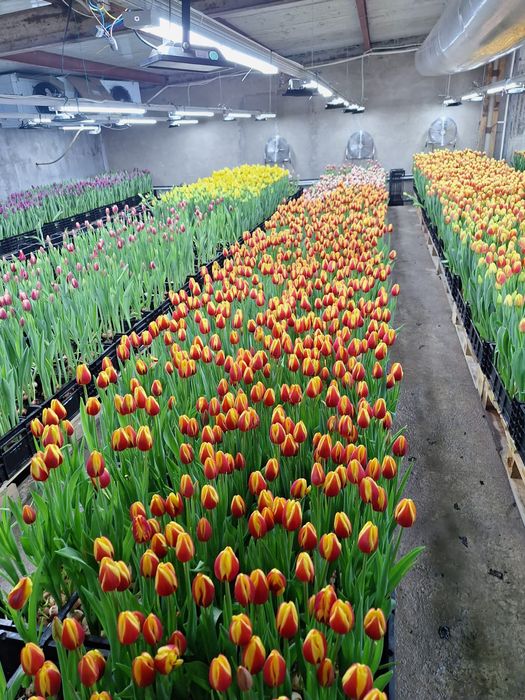 Тюльпаны оптом Алматы