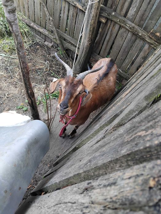 Animalele de ferma capre