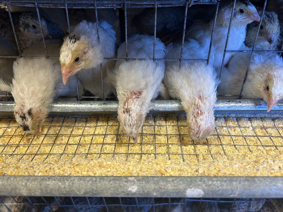 Pui prepelita / prepelite