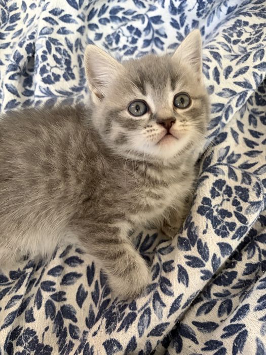 шотландские котята