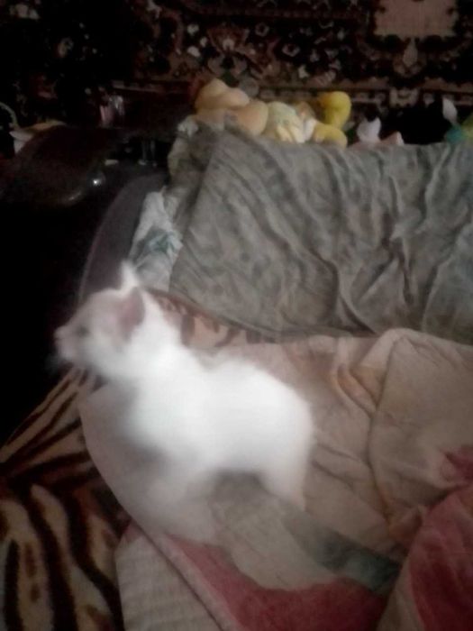 белый пушистый катенок