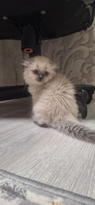 Продаётся котенок пушистая