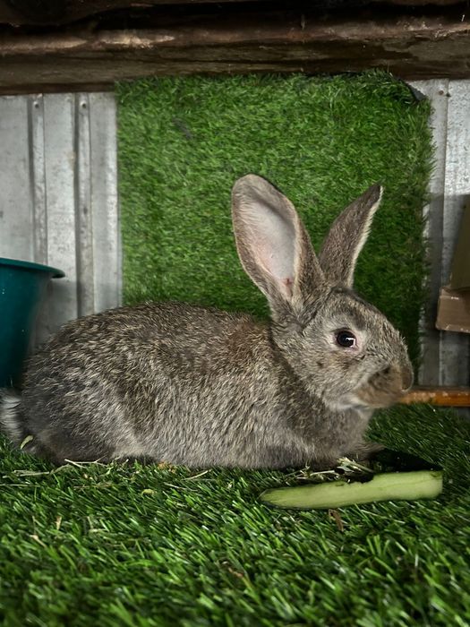 Крольчата фландер.