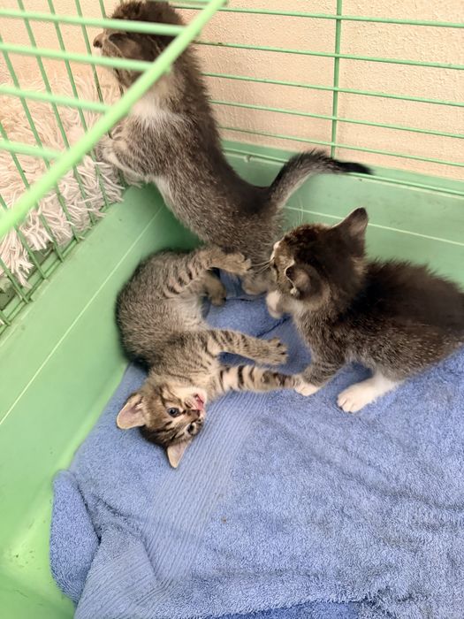 Котята ласковые воспитанные
