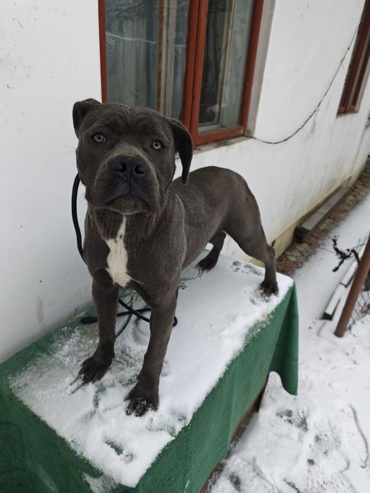 Femela Cane Corso blue