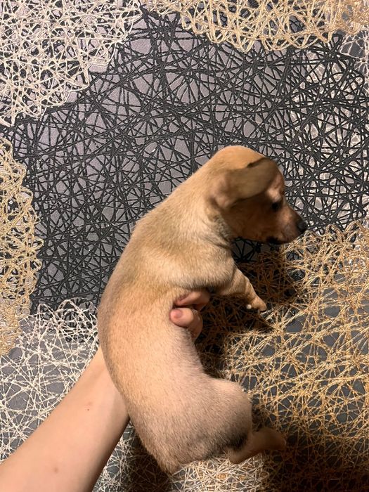 Продаётся щенок карликового пинчера