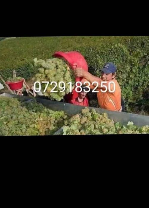 vand struguri de vin cu transport la domiciliu